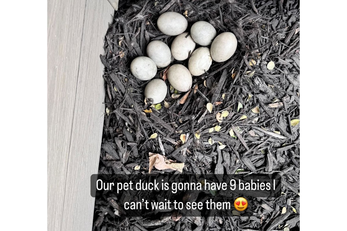 Brittany Mahomes Excitedly Announces on Twitter: Their Pet Duck is Expecting Nine Adorable Ducklings, Bringing Joy to the Family